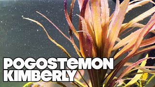 Pogostemon Kimberly  Planted Tank [upl. by Emmie]