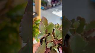 Altman Plants™️Tugela CliffKalanchoe Kalanchoe longiflora coccinea plants indoorplants shorts [upl. by Eerok685]