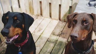 Ferocious Doberman brothers at the spa [upl. by Robbyn]