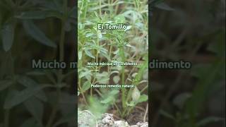 El Tomillo es un poderoso remedio natural 🌿 Tomillo plantas naturaleza short tomillo romero [upl. by Quintana968]