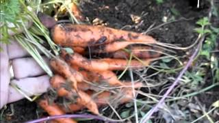 Harvesting an Unthinned row of Carrots 2014 [upl. by Zephaniah]