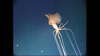 Bigfin Squid Up Close  Magnapinna from 2017 [upl. by Hsu]