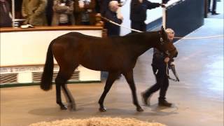 TBA Stallion Parade 2016  HEERAAT [upl. by Caty861]