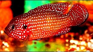 Jewelfish Jewel Cichlid [upl. by Ahcarb]