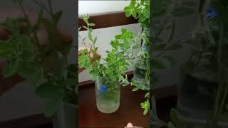 How to Propagate and Grow Blue Daze flowers in Water to Decor home and office [upl. by Sadirah]