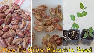 How To Grow Pistachio Tree From Pistachio Fruit With 100 success [upl. by Miett]