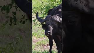 Stunning Buffalo chewing in South Africa [upl. by Saref893]