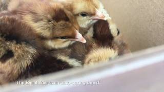 McMurray Hatchery Bielefelder DayOld Baby Chicks [upl. by Tobin]