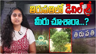 తిరుపతిలో డెవిల్ ట్రీ  quotDevil Treesquot in Tirupati  Reasons for Cultivation Conocarpus in Tirupati [upl. by Bouton]