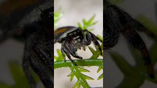 Lost the Male but found the Female Jumping Spider I brought her home [upl. by Kimmie]