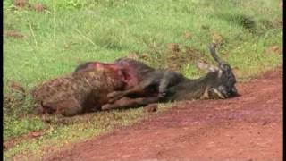 A Hyena eating a Wildebeest alive  Part 2 In Ngorogoro 鬣狗生啃活角馬  2 高清 [upl. by Jacqui]