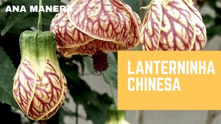 LANTERNINHA CHINESA [upl. by Vivian]