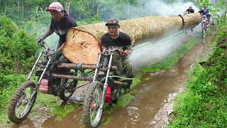 The Crazy Way They Transport Gigantic Logs From Deep Forest [upl. by Aciemaj721]