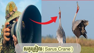 អំពីសត្វក្រៀលAbout Sarus CraneBird of Boeung prek Lapouv protected landscape birdphotography [upl. by Yelserp]