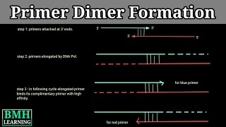 Primer Dimers  How Primer Dimers Are Formed  Primer Dimer Formation [upl. by Wendalyn486]