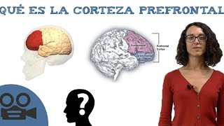 Corteza prefrontal  Funciones y teoría [upl. by Sikes897]