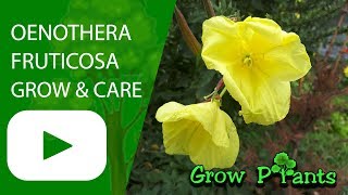 Oenothera fruticosa  grow amp care Evening primrose [upl. by Ambrose]