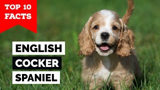 English Cocker Spaniel  Top 10 Facts [upl. by Dasi]