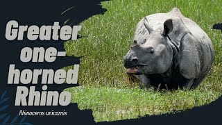 Greater One horned Rhino  Rhinoceros unicornis ryno rhino [upl. by Randal]