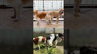 Les chiens restent coincés après laccouplement en raison dun phénomène naturel chien animaux [upl. by Aeirdna]