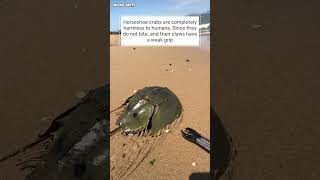 Horseshoe crab microfacts [upl. by Atiuqal483]