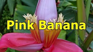 Pink Banana  Musa velutina  HD Video 06 [upl. by Aramenta711]