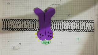 Receptor tirosina quinasa Bioquímica [upl. by Ahsac98]