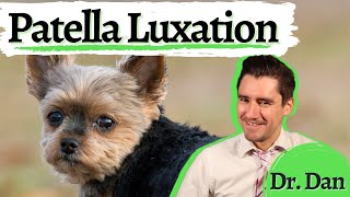 Dog patella luxation Luxating knee or patella in the dog How to diagnose and treat with Dr Dan [upl. by Geehan971]