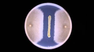 Biocontrol Fungal inhibition by bacteria  Timelapse [upl. by Hambley]