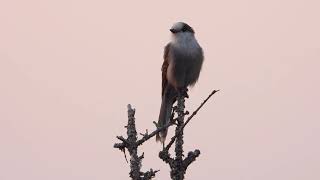 Mésangeai du Canada  Canada Jay [upl. by Elamrej189]