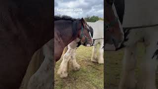 Ballinasloe Horse Fair 2024 [upl. by Eckmann]