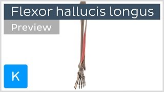 Functions of the flexor hallucis longus muscle preview  3D Human Anatomy  Kenhub [upl. by Samalla]