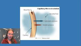 Oncotic and Hydrostatic Pressure in the Capillaries [upl. by Anirdua926]