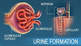 Urine Formation Process Explained Filtration Reabsorption amp Secretion  Class 11 Biology [upl. by Nodarse]