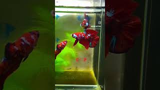 Red placard Betta fish fastes fightingfish [upl. by Neri]