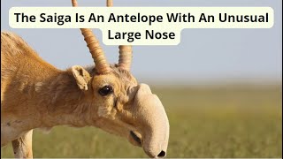 The Saiga Is An Antelope With An Unusual Large Nose [upl. by Wendell203]