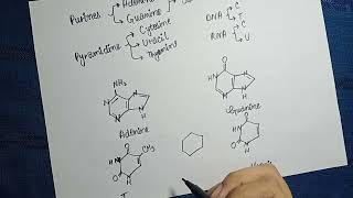 Nucleotide Metabolism Part 1  Structures of Purines amp Pyramidines  Medical Medics [upl. by Annaeel]