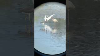 A Tricolored Heron amp an American White Ibis have a quick scuffle while a Snowy Egret lands shorts [upl. by Warms734]