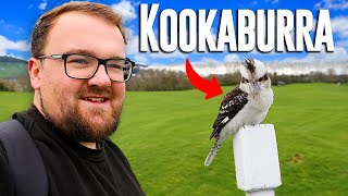 Kookaburra Are WILD In The UK amp I found them [upl. by Evilc98]