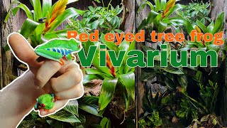 RED EYED TREE FROG vivarium 20 [upl. by Nealon]