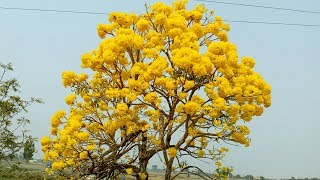 Tabebuia Tree  Blooming Yellow Flowers [upl. by Filippo]