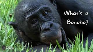 Whats a Bonobo [upl. by Aivatahs]