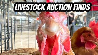 Surprising New Additions Our Livestock Auction Adventure [upl. by Ardnasxela]