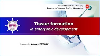 02 General embryology Tissue formation in embryonic development [upl. by Kama]