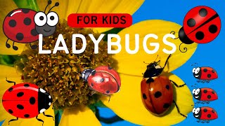 Ladybugs Revealed Facts Thatll Wow Your Kids [upl. by Rundgren]