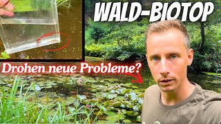 Positive Entwicklung im WaldBiotop Aber droht ein neues Problem [upl. by Sherwynd361]