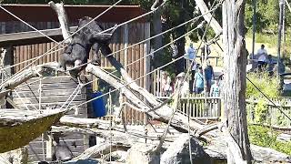 Schimpanser som skriker på Kolmårdens djurpark Chimpanzee at Kolmårdens Zoo in Sweden [upl. by Airetnuhs]