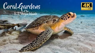 Diving the US Virgin Islands Coral Gardens of St Croix in 4K UHD  DiveScapeTV [upl. by Onurb]