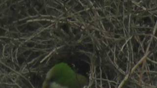 Chicagos Wild Quaker Parrots [upl. by Yeffej]