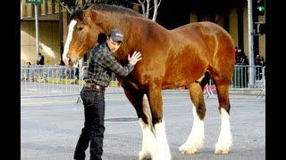 Behind the Scenes  Budweiser Super Bowl Ad Clydesdales Perfect Hoof Wear [upl. by Eiramaliehs]